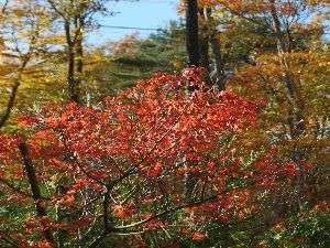 紅葉が里に向かって降りてきていますよ。