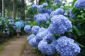 第30回芭蕉の里くろばね紫陽花まつり